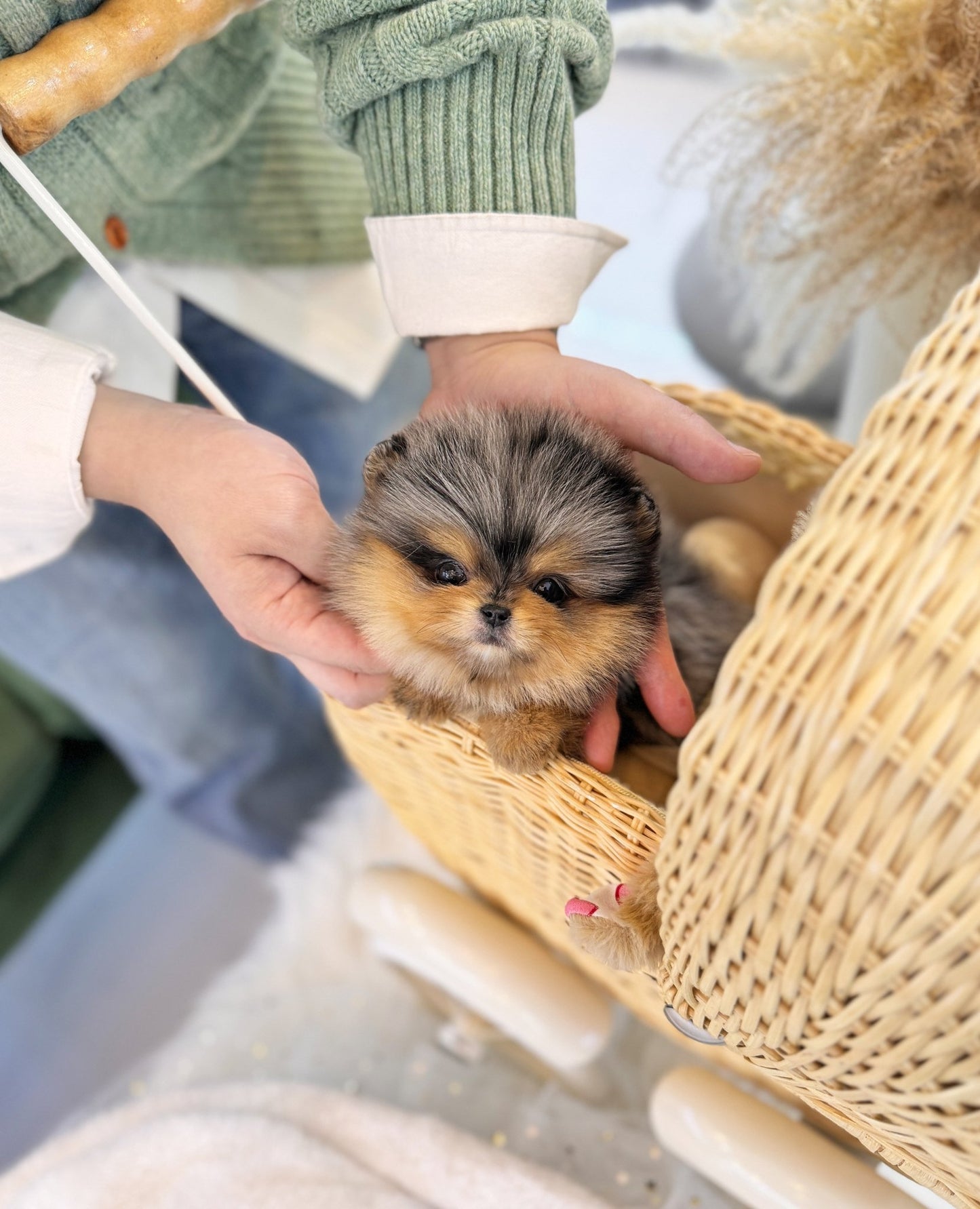 Pomeranian - Chanel(Female) - Beautiful puppy teacup puppy with adorable features available for adoption from Velydog