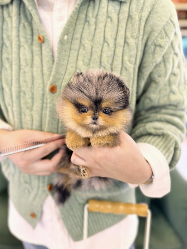 Pomeranian - Chanel(Female) - Beautiful puppy teacup puppy with adorable features available for adoption from Velydog