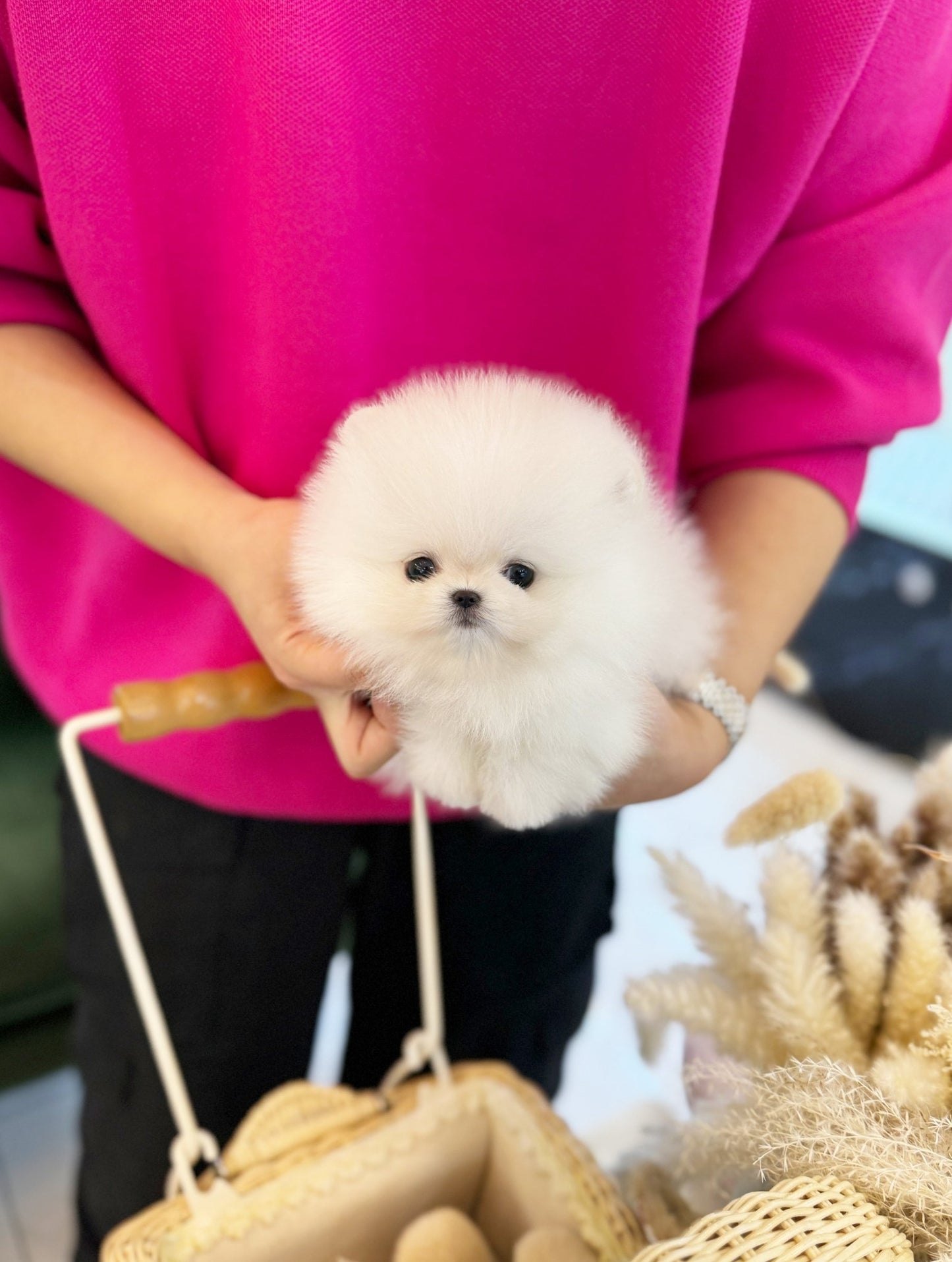 Pomeranian - Chaplin(Male) - Beautiful puppy teacup puppy with adorable features available for adoption from Velydog