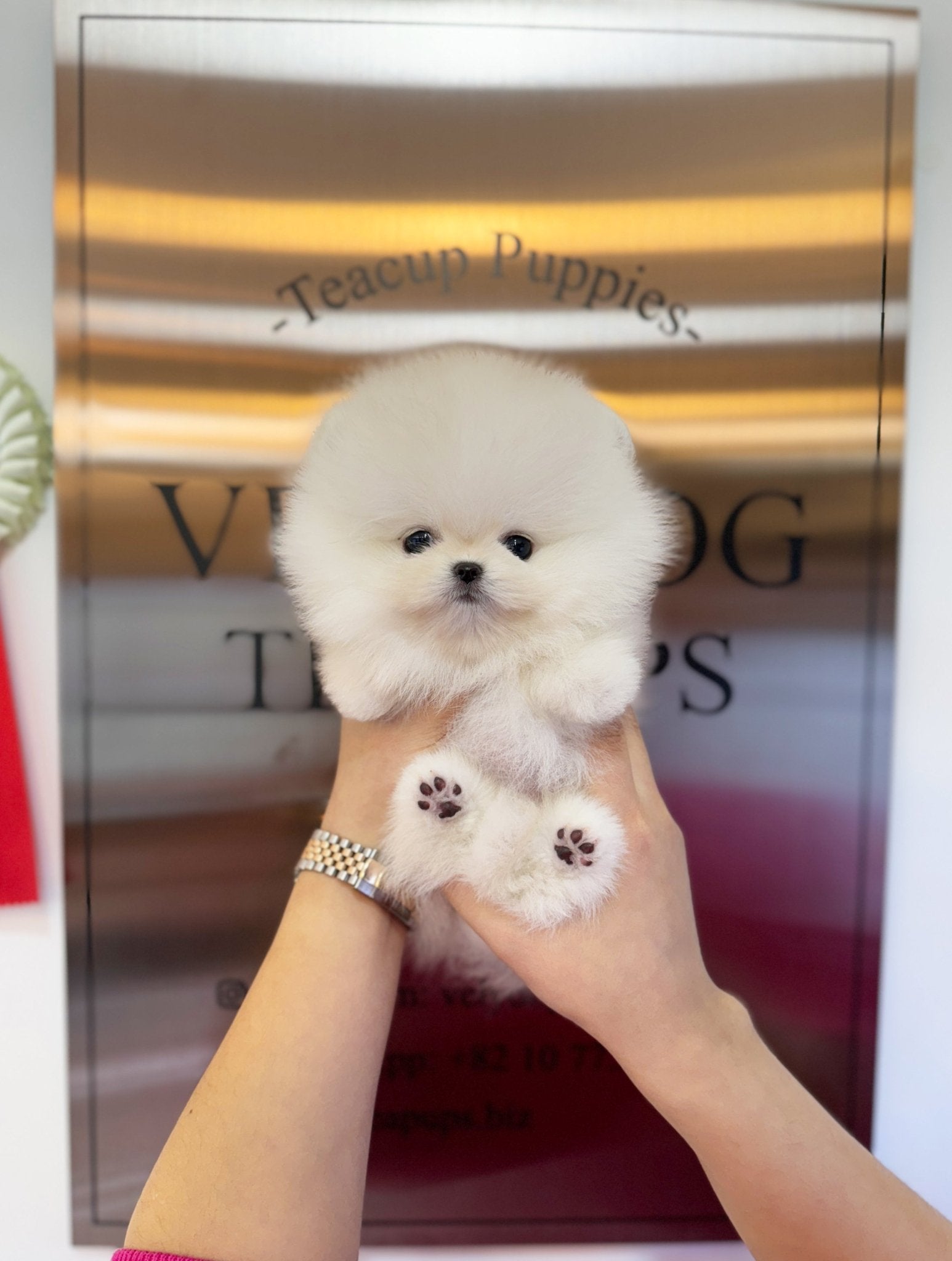 Pomeranian - Chaplin(Male) - Beautiful puppy teacup puppy with adorable features available for adoption from Velydog