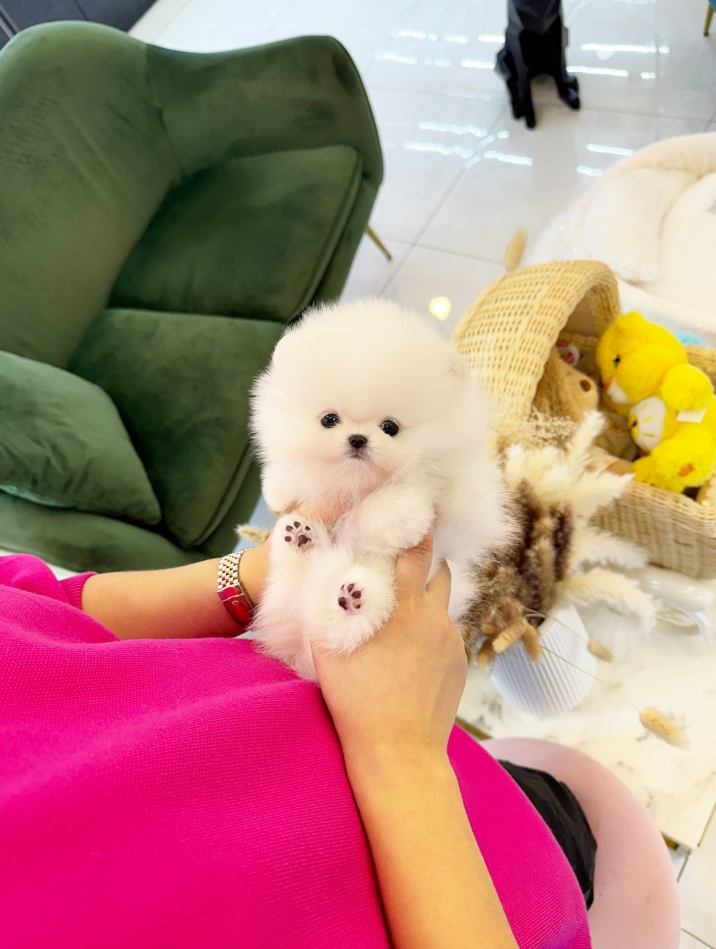 Pomeranian - Chaplin(Male) - Beautiful puppy teacup puppy with adorable features available for adoption from Velydog