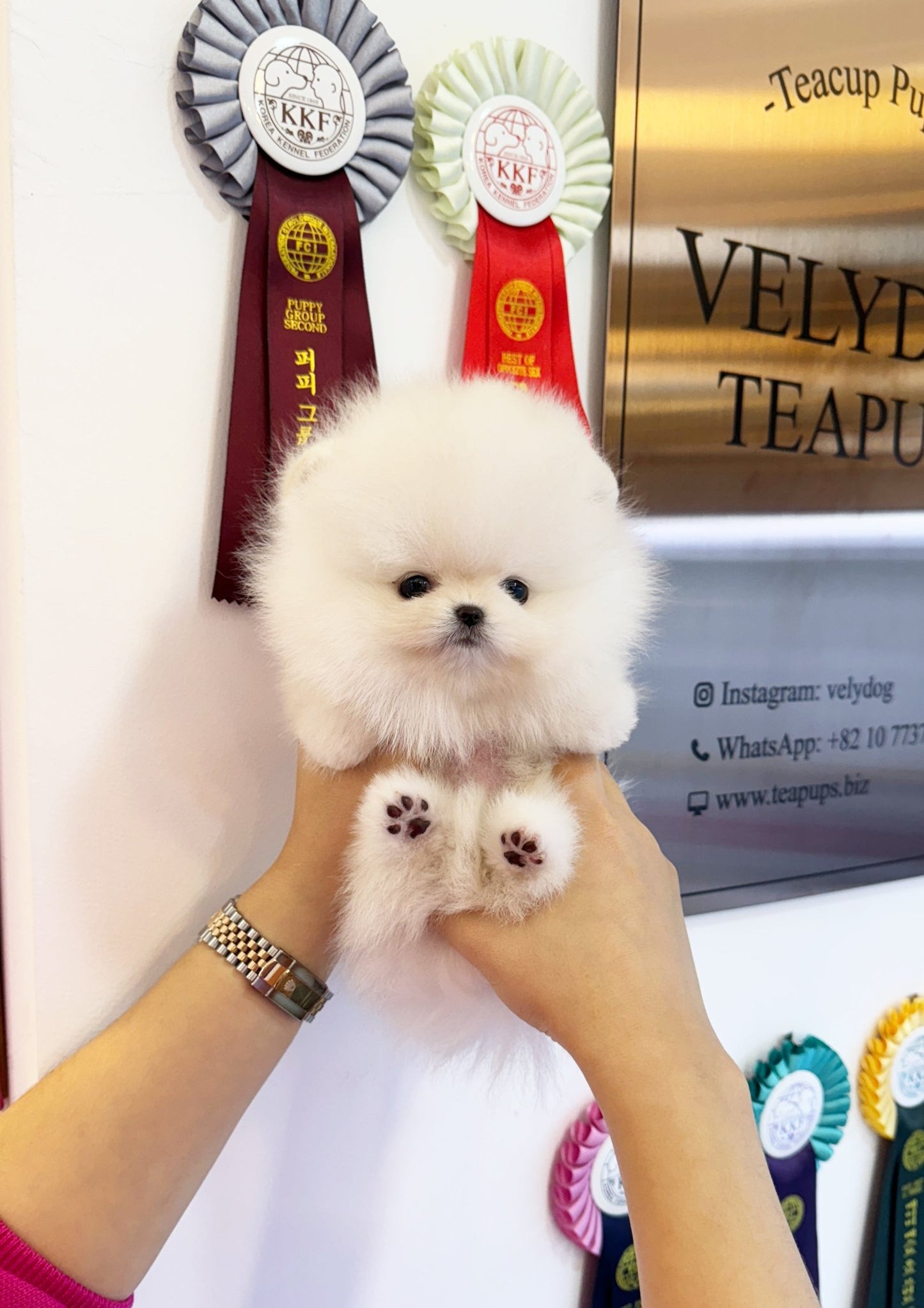 Pomeranian - Chaplin(Male) - Beautiful puppy teacup puppy with adorable features available for adoption from Velydog