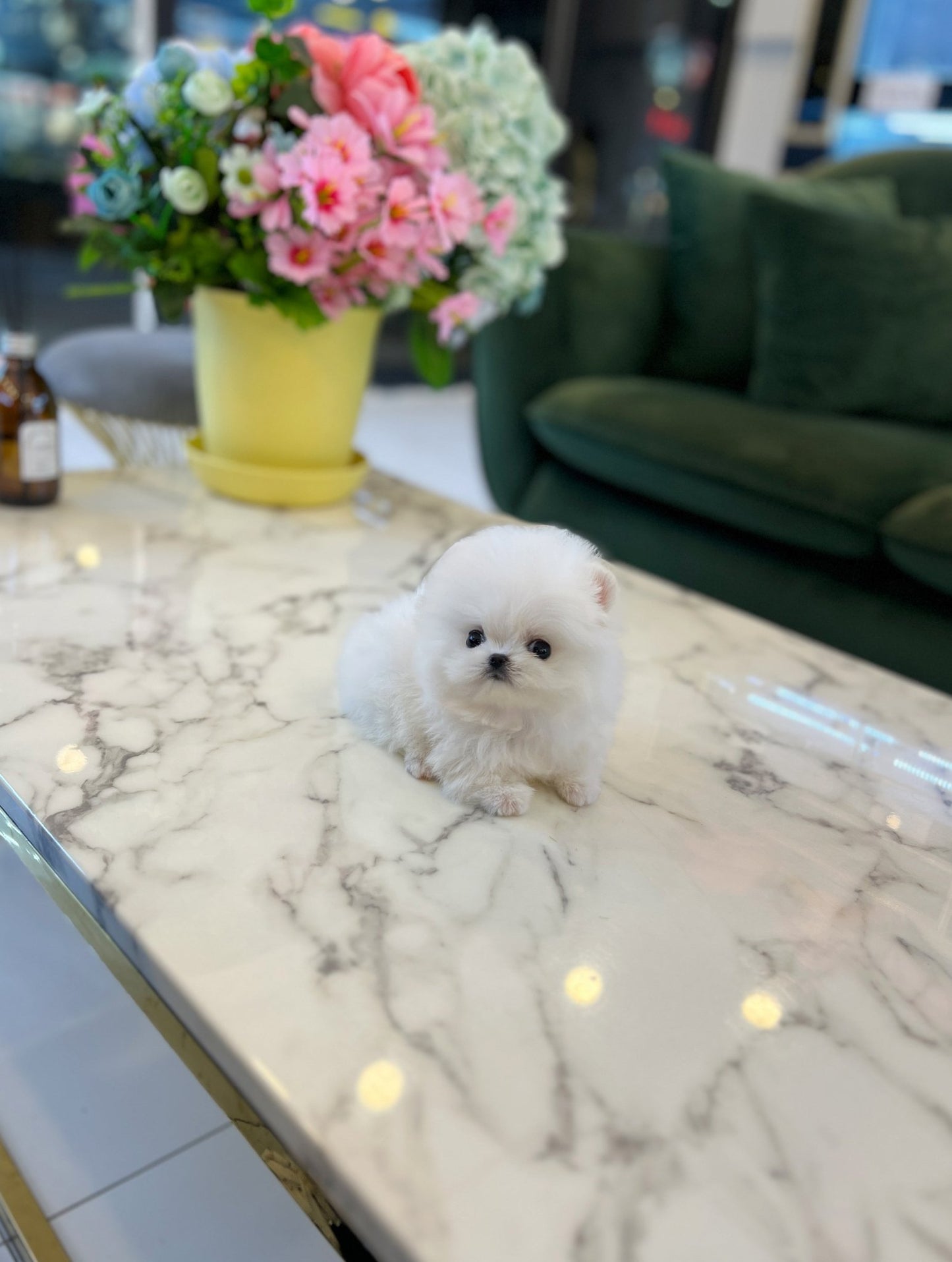 Pomeranian - Chichi - Beautiful puppy teacup puppy with adorable features available for adoption from Velydog