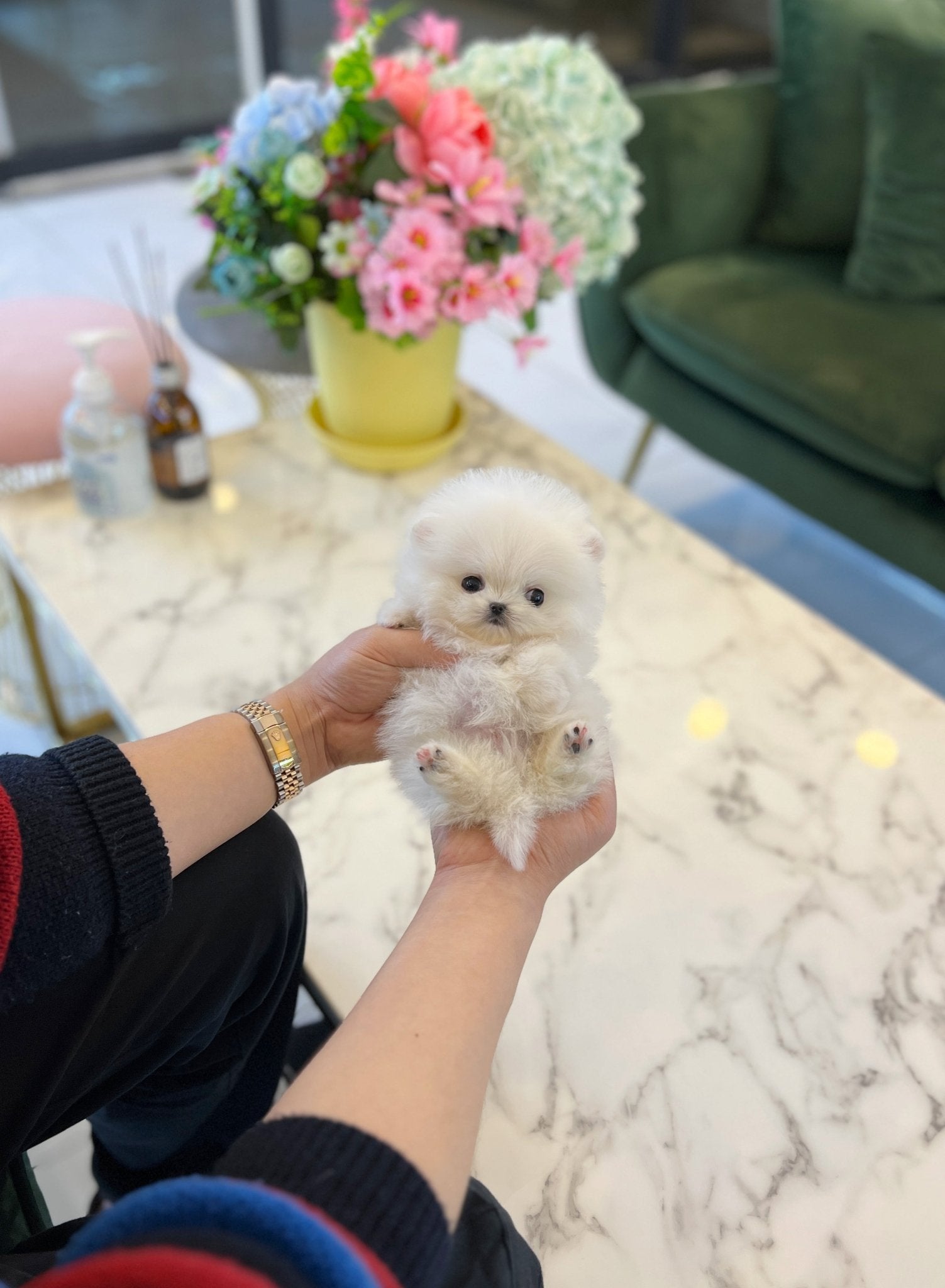 Pomeranian - Chichi - Beautiful puppy teacup puppy with adorable features available for adoption from Velydog