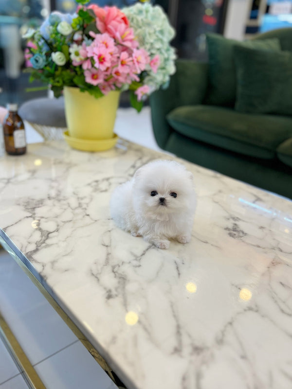 Pomeranian - Chichi - Beautiful puppy teacup puppy with adorable features available for adoption from Velydog
