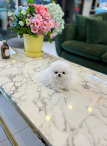 Pomeranian - Chichi - Beautiful puppy teacup puppy with adorable features available for adoption from Velydog