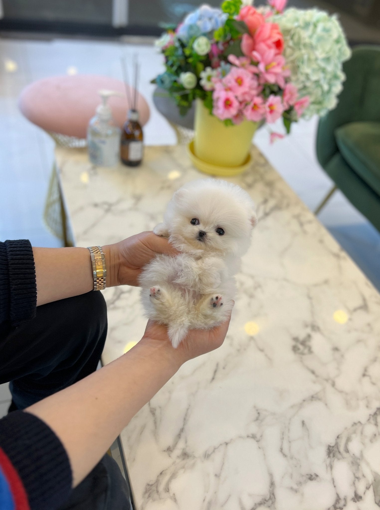 Pomeranian - Chichi - Beautiful puppy teacup puppy with adorable features available for adoption from Velydog