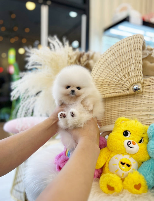 Pomeranian - Chico(Female) - Beautiful puppy teacup puppy with adorable features available for adoption from Velydog