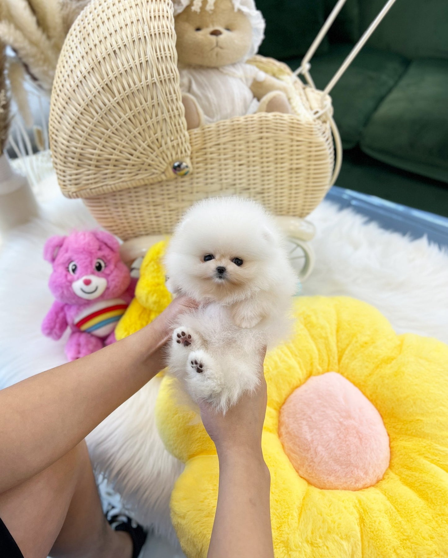 Pomeranian - Chico(Female) - Beautiful puppy teacup puppy with adorable features available for adoption from Velydog