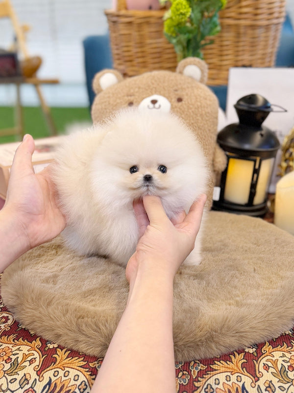 Pomeranian - Chico(Female) - Beautiful puppy teacup puppy with adorable features available for adoption from Velydog