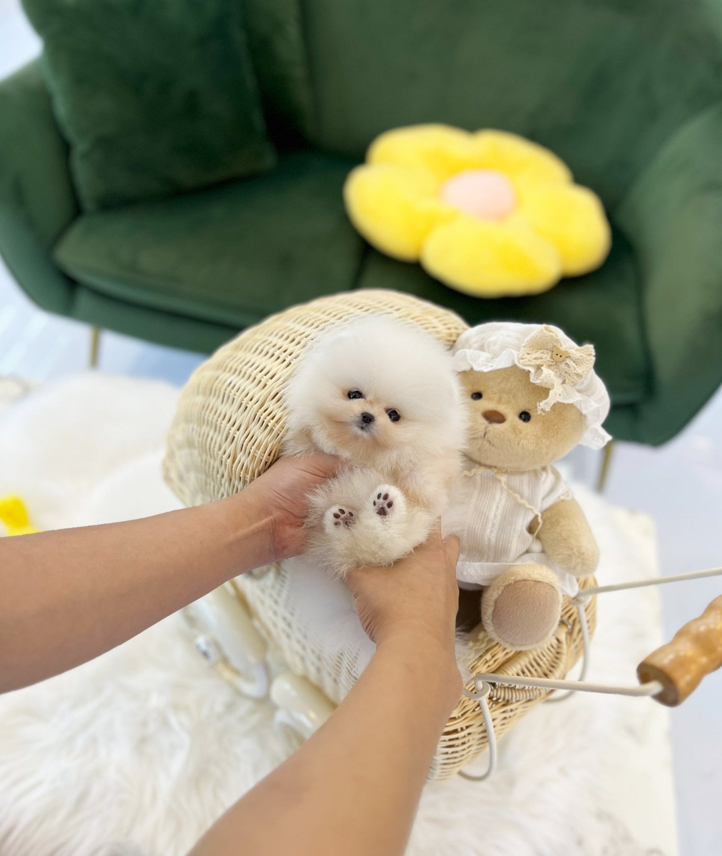 Pomeranian - Chico(Female) - Beautiful puppy teacup puppy with adorable features available for adoption from Velydog