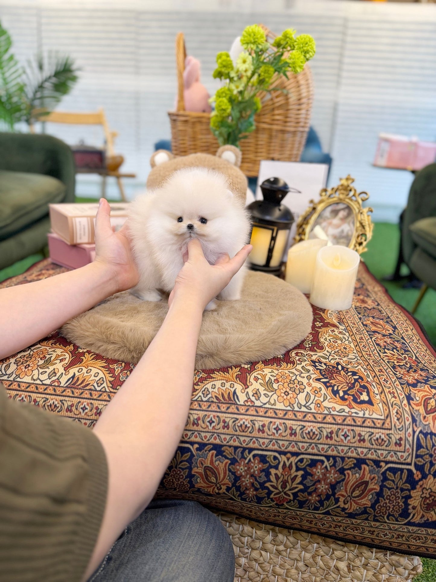 Pomeranian - Chico(Female) - Beautiful puppy teacup puppy with adorable features available for adoption from Velydog