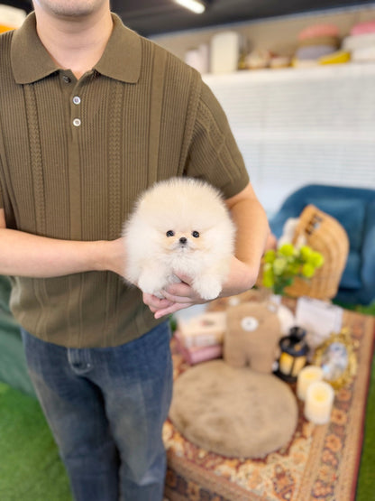 Pomeranian - Chico(Female) - Beautiful puppy teacup puppy with adorable features available for adoption from Velydog