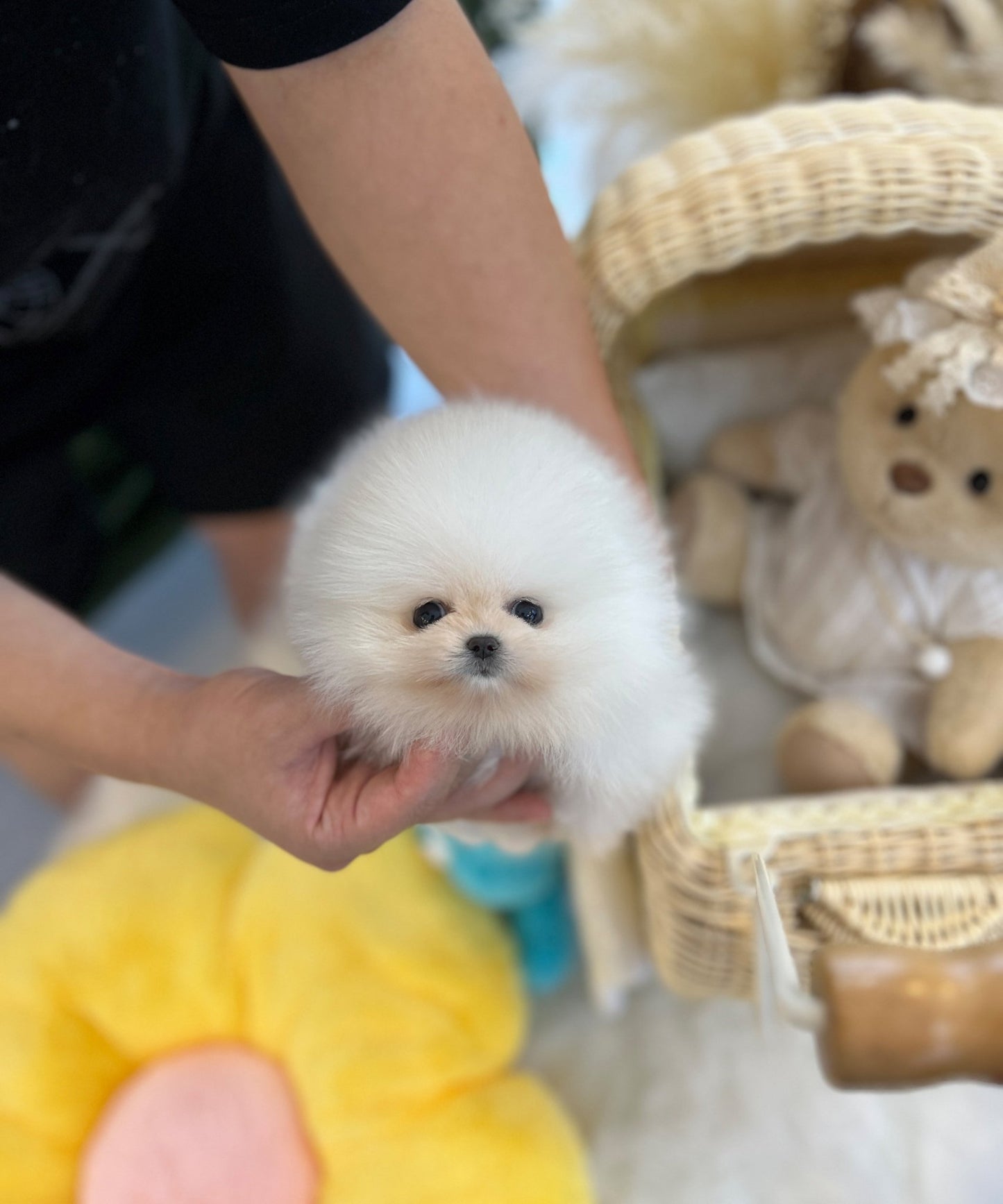 Pomeranian - Chico(Female) - Beautiful puppy teacup puppy with adorable features available for adoption from Velydog