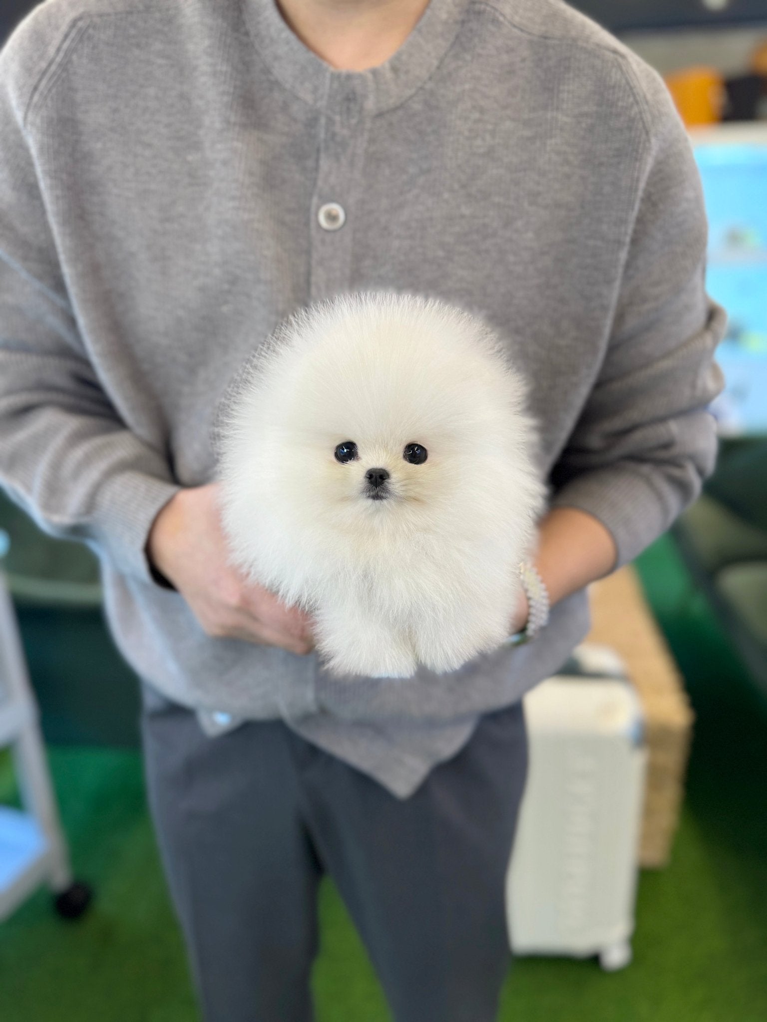 Pomeranian - Chiky(Male) - Beautiful puppy teacup puppy with adorable features available for adoption from Velydog