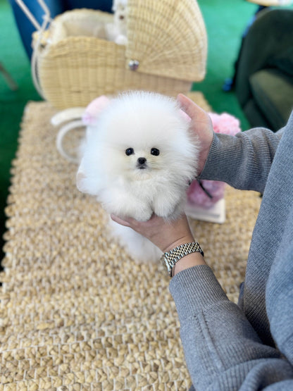 Pomeranian - Chiky(Male) - Beautiful puppy teacup puppy with adorable features available for adoption from Velydog