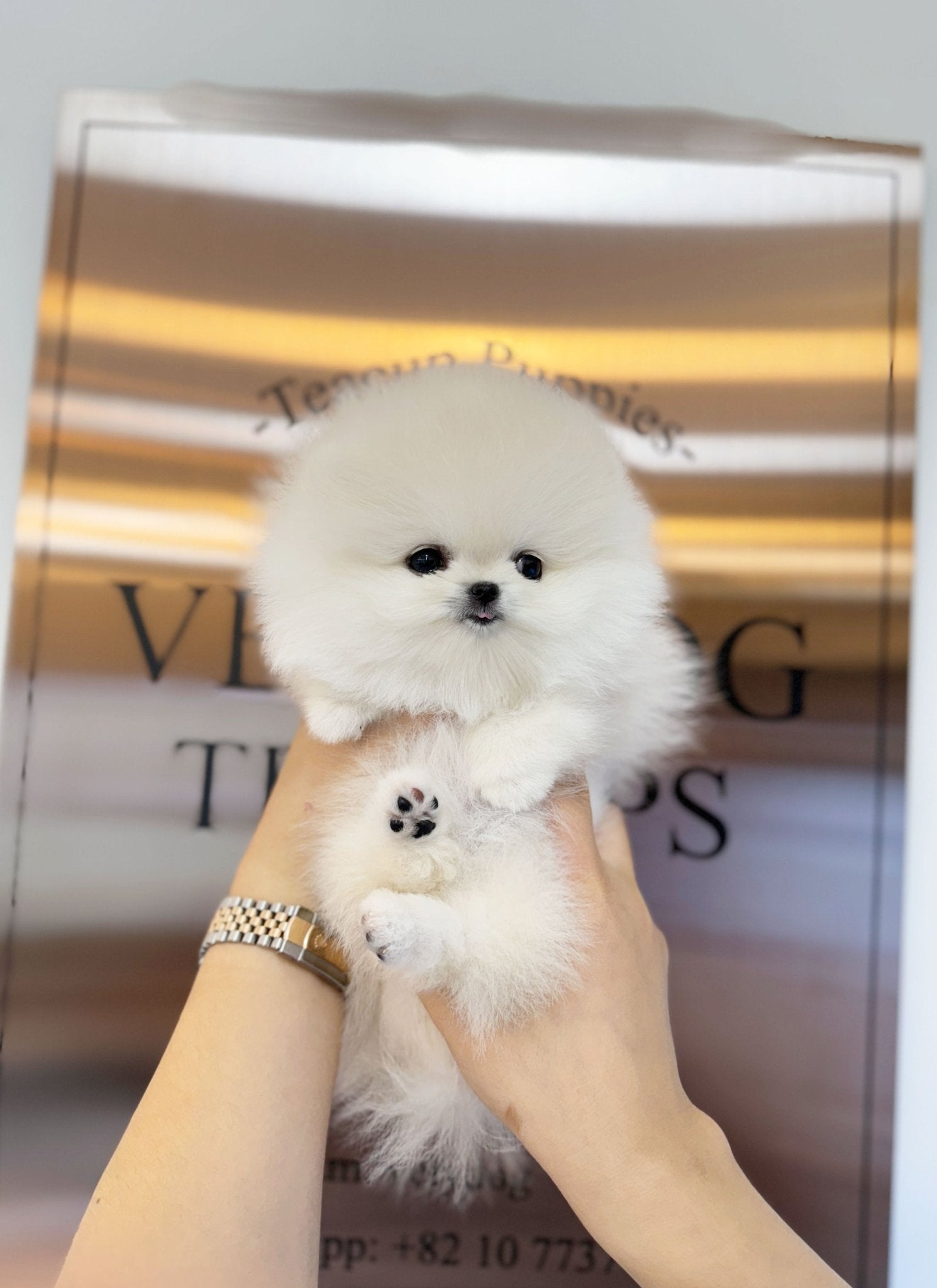 Pomeranian - Chili(Female) - Beautiful puppy teacup puppy with adorable features available for adoption from Velydog