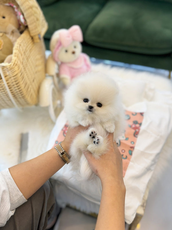 Pomeranian - Chili(Female) - Beautiful puppy teacup puppy with adorable features available for adoption from Velydog