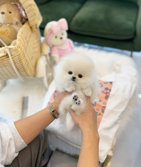 Pomeranian - Chili(Female) - Beautiful puppy teacup puppy with adorable features available for adoption from Velydog