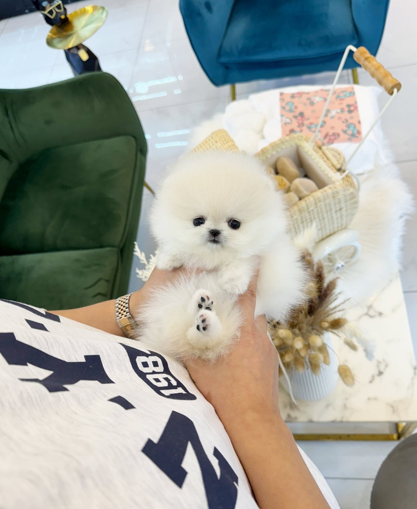 Pomeranian - Chili(Female) - Beautiful puppy teacup puppy with adorable features available for adoption from Velydog