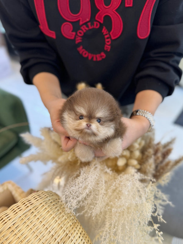 Pomeranian - Choco(Male) - Beautiful puppy teacup puppy with adorable features available for adoption from Velydog