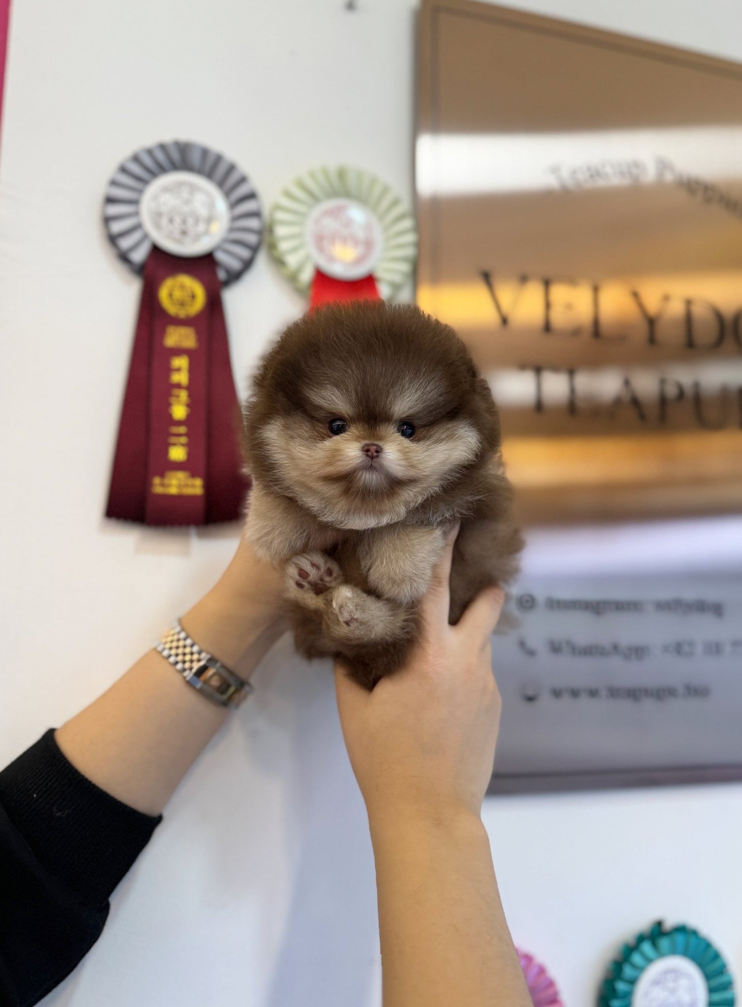 Pomeranian - Choco(Male) - Beautiful puppy teacup puppy with adorable features available for adoption from Velydog