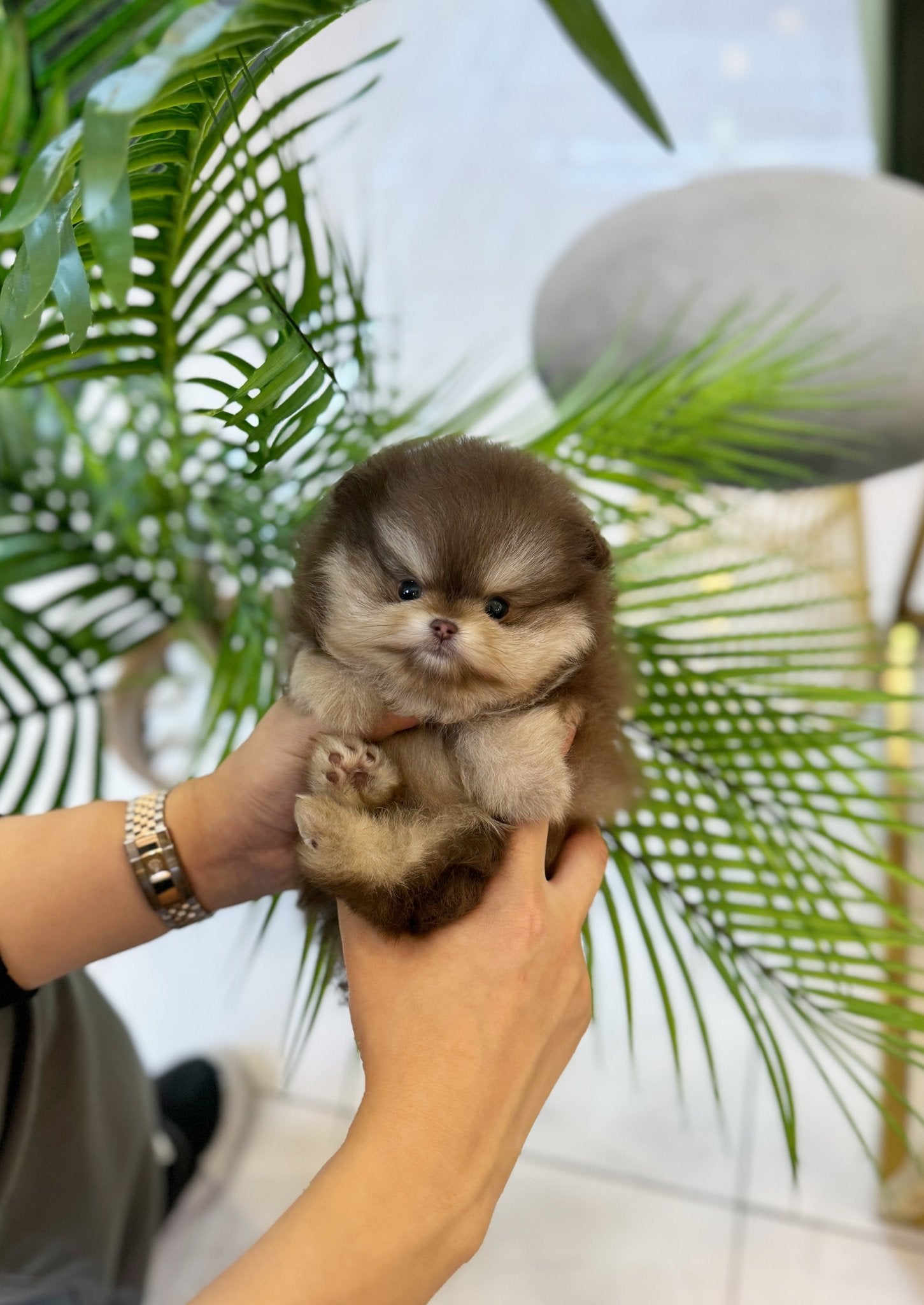 Pomeranian - Choco(Male) - Beautiful puppy teacup puppy with adorable features available for adoption from Velydog