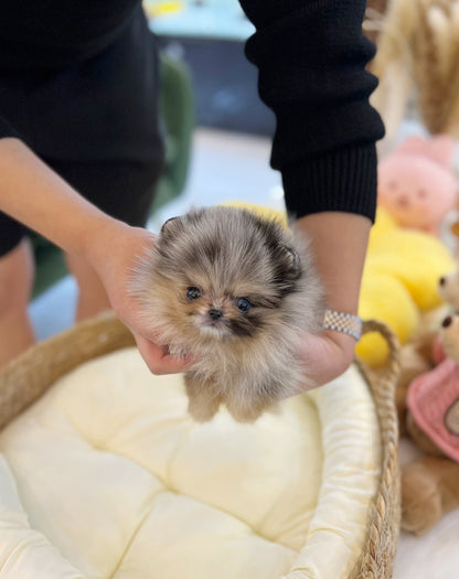 Pomeranian - Choo choo(Female) - Beautiful puppy teacup puppy with adorable features available for adoption from Velydog