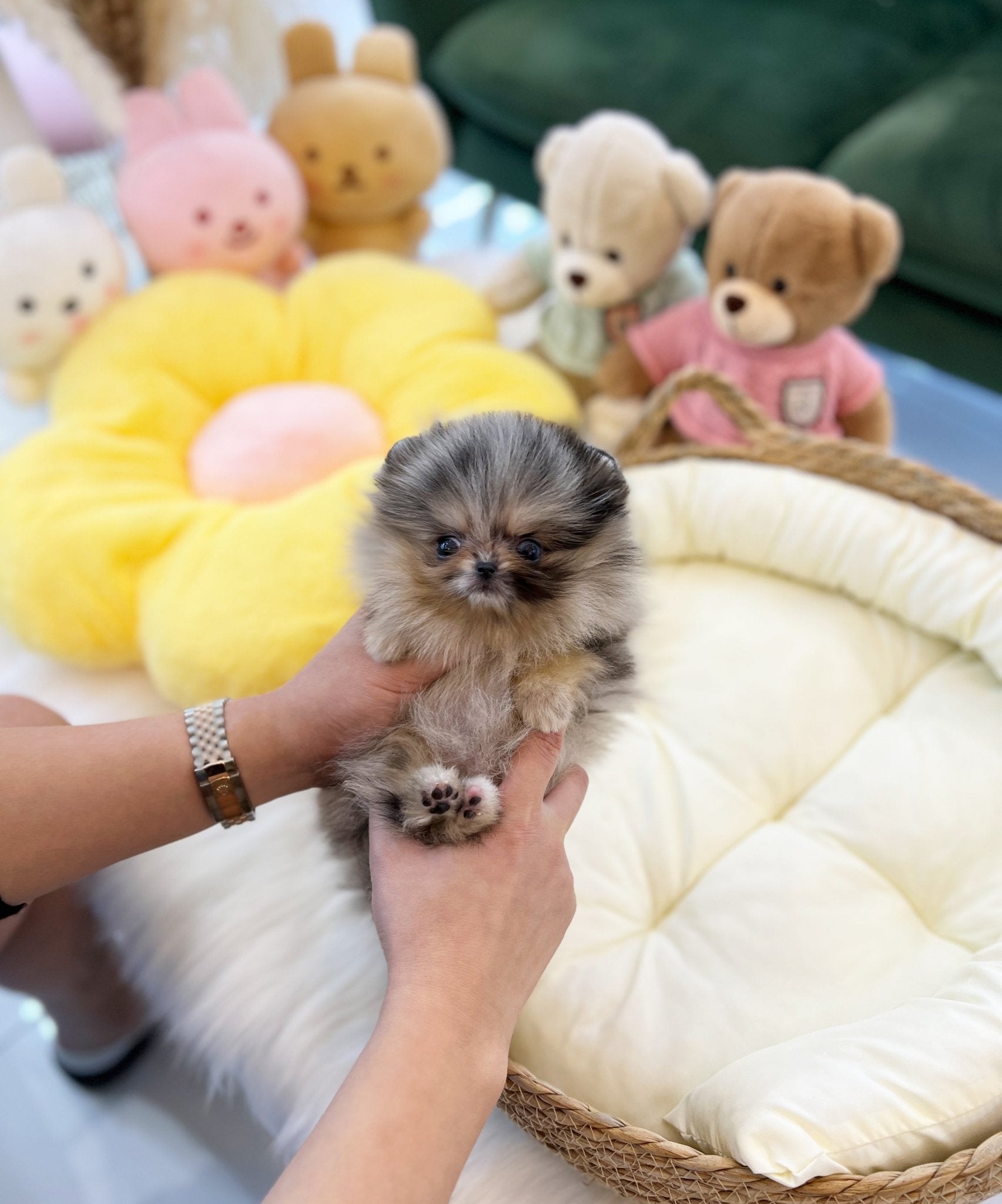 Pomeranian - Choo choo(Female) - Beautiful puppy teacup puppy with adorable features available for adoption from Velydog