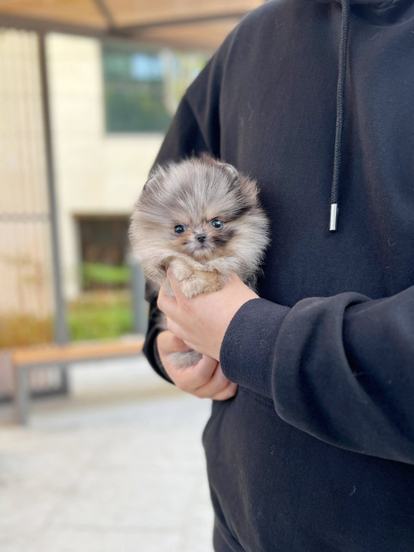 Pomeranian - Choo choo(Female) - Beautiful puppy teacup puppy with adorable features available for adoption from Velydog