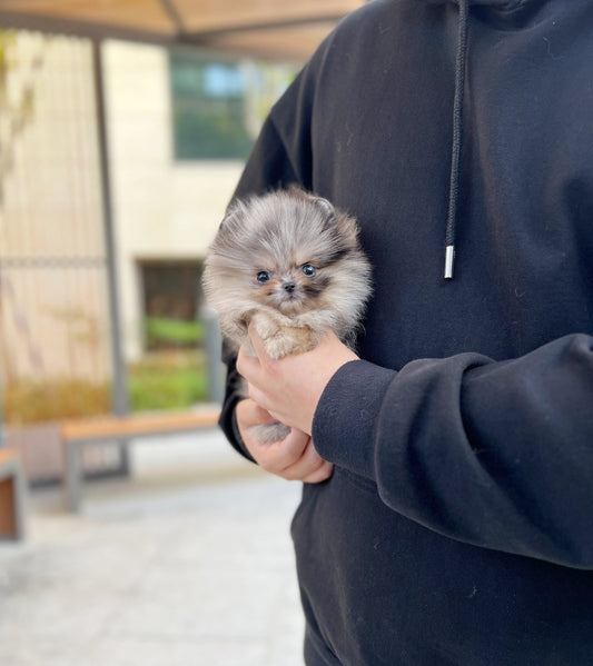 Pomeranian - Choo choo(Female) - Beautiful puppy teacup puppy with adorable features available for adoption from Velydog