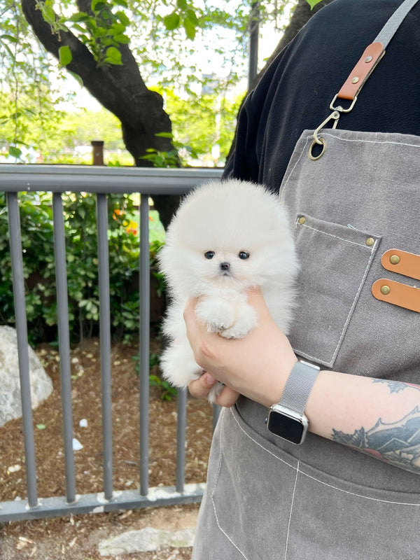Pomeranian - Coat(Male) - Beautiful puppy teacup puppy with adorable features available for adoption from Velydog