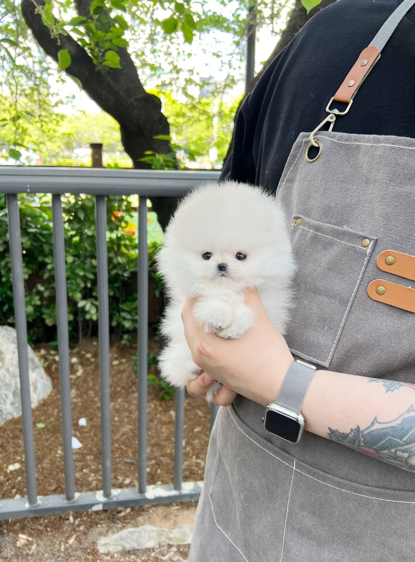 Pomeranian - Coat(Male) - Beautiful puppy teacup puppy with adorable features available for adoption from Velydog