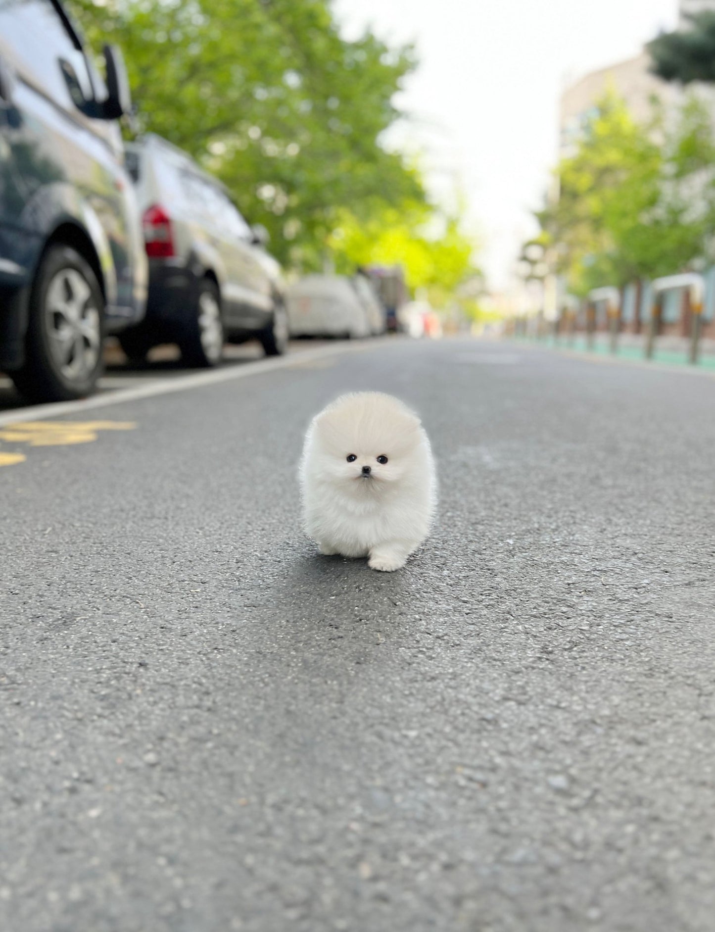 Pomeranian - Coat(Male) - Beautiful puppy teacup puppy with adorable features available for adoption from Velydog