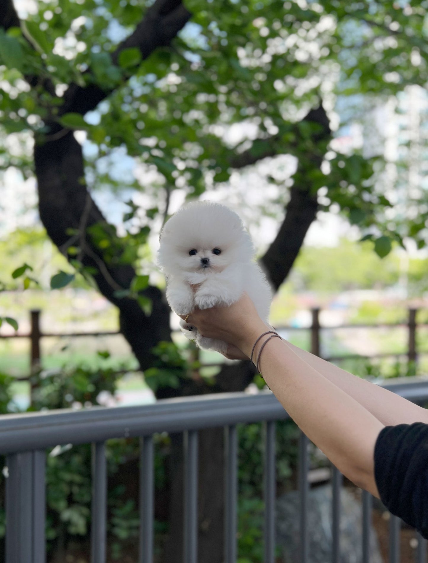 Pomeranian - Coat(Male) - Beautiful puppy teacup puppy with adorable features available for adoption from Velydog