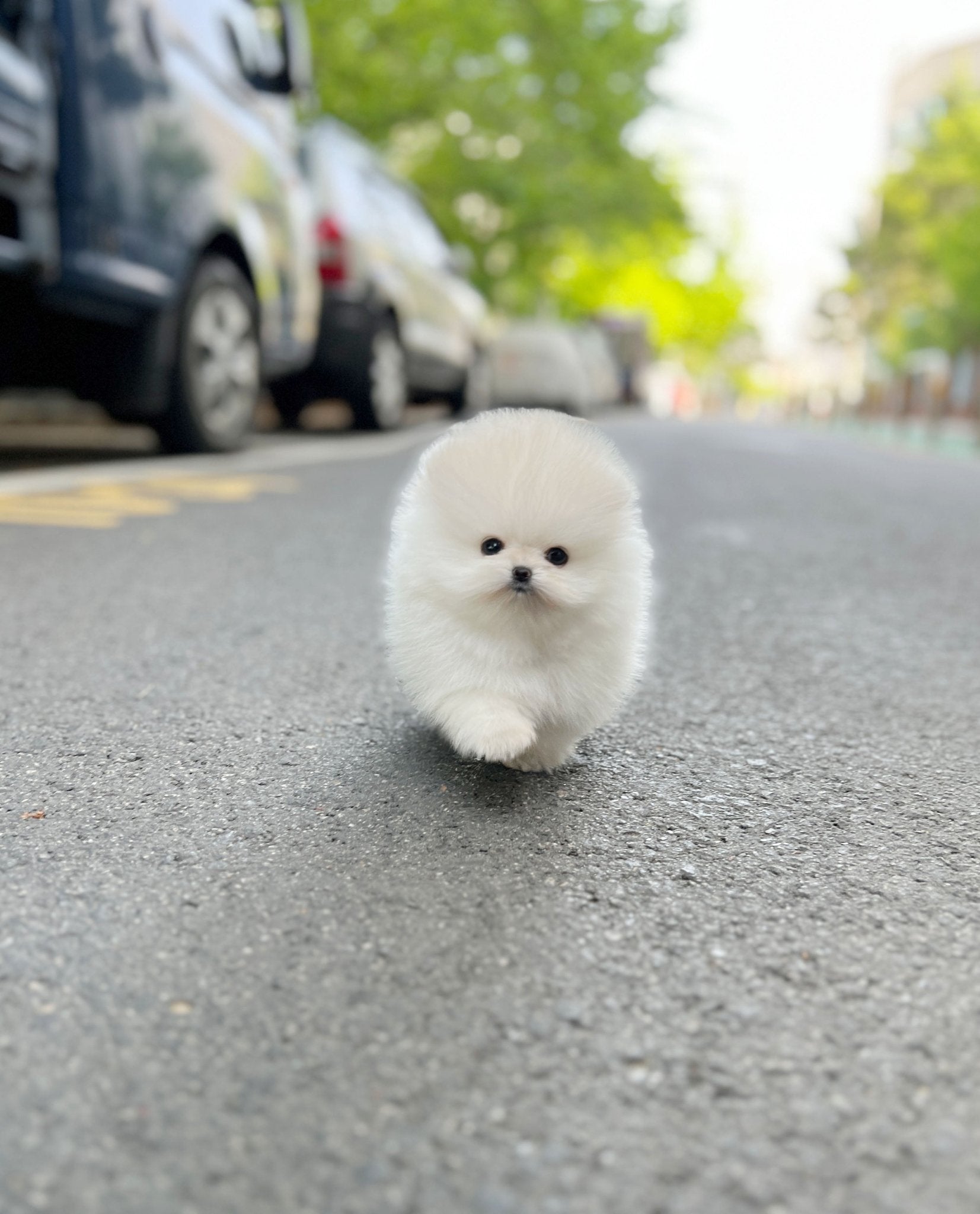 Pomeranian - Coat(Male) - Beautiful puppy teacup puppy with adorable features available for adoption from Velydog