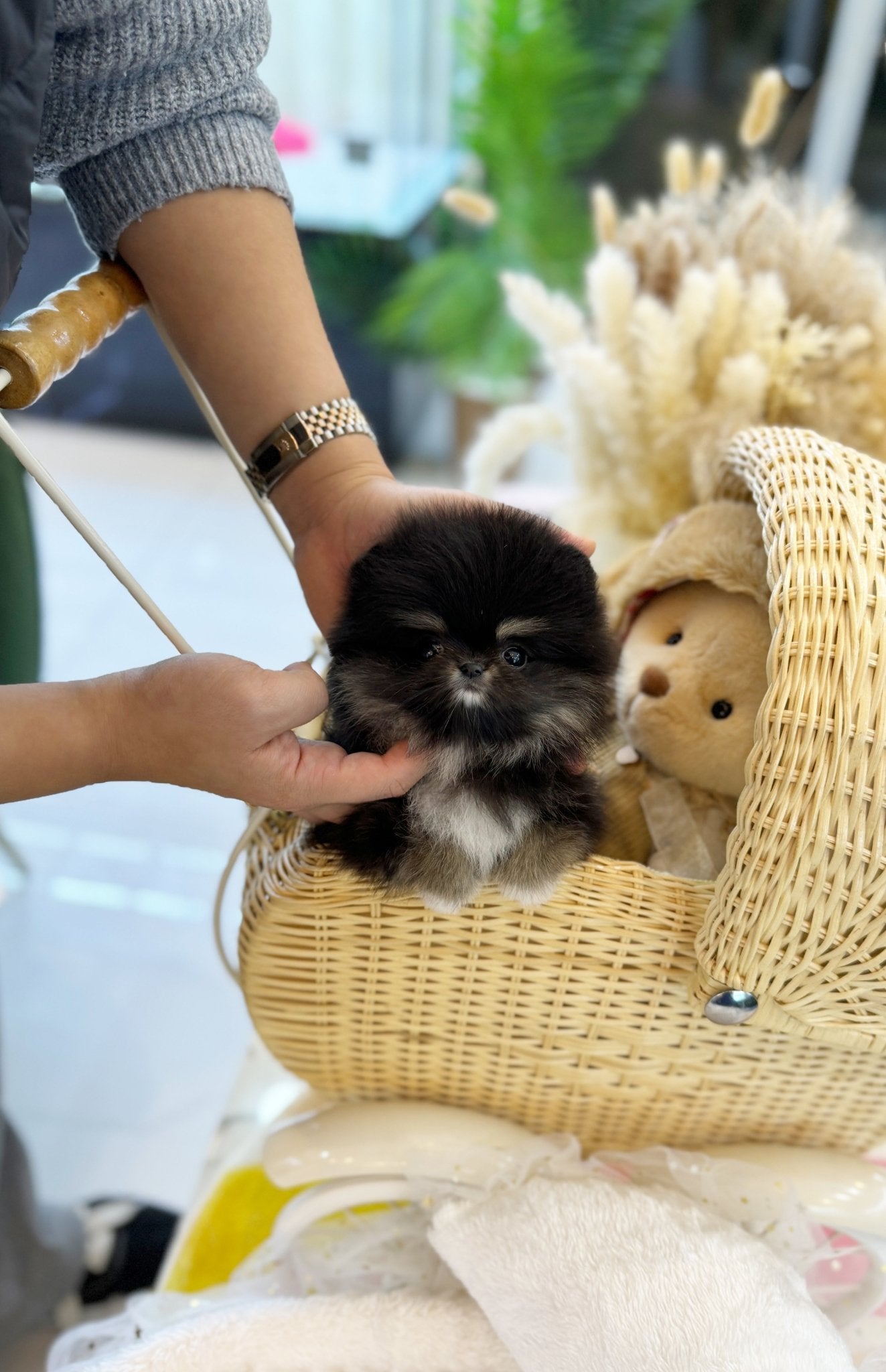 Pomeranian - Coco(Female) - Beautiful puppy teacup puppy with adorable features available for adoption from Velydog