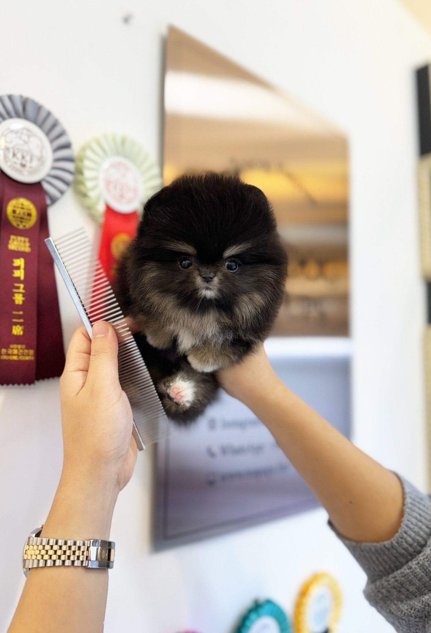 Pomeranian - Coco(Female) - Beautiful puppy teacup puppy with adorable features available for adoption from Velydog