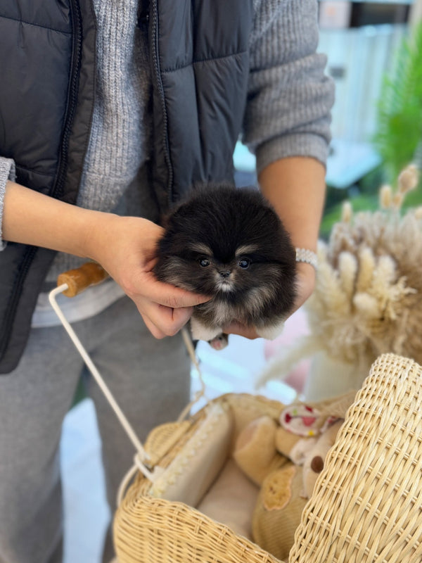 Pomeranian - Coco(Female) - Beautiful puppy teacup puppy with adorable features available for adoption from Velydog