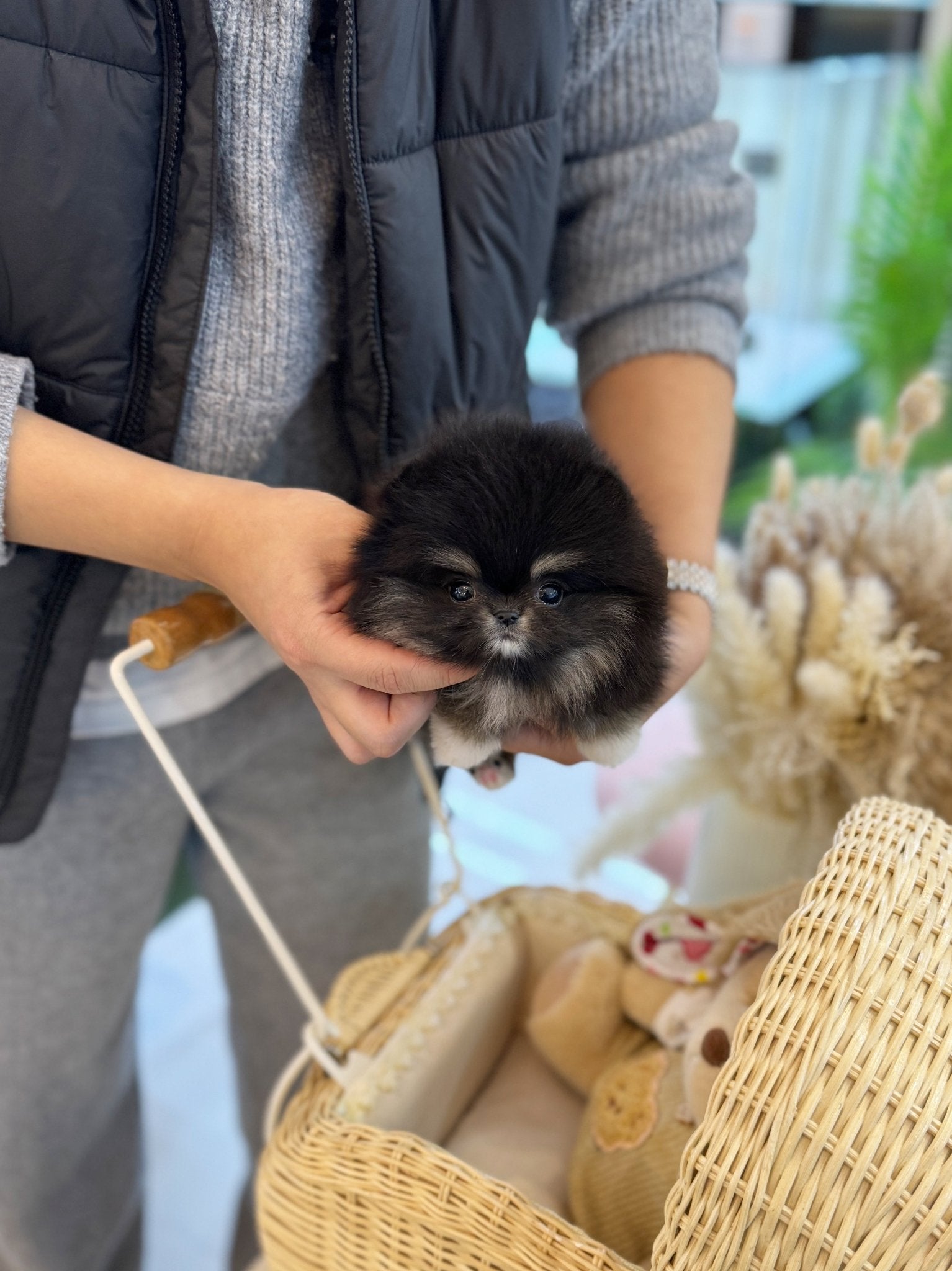 Pomeranian - Coco(Female) - Beautiful puppy teacup puppy with adorable features available for adoption from Velydog