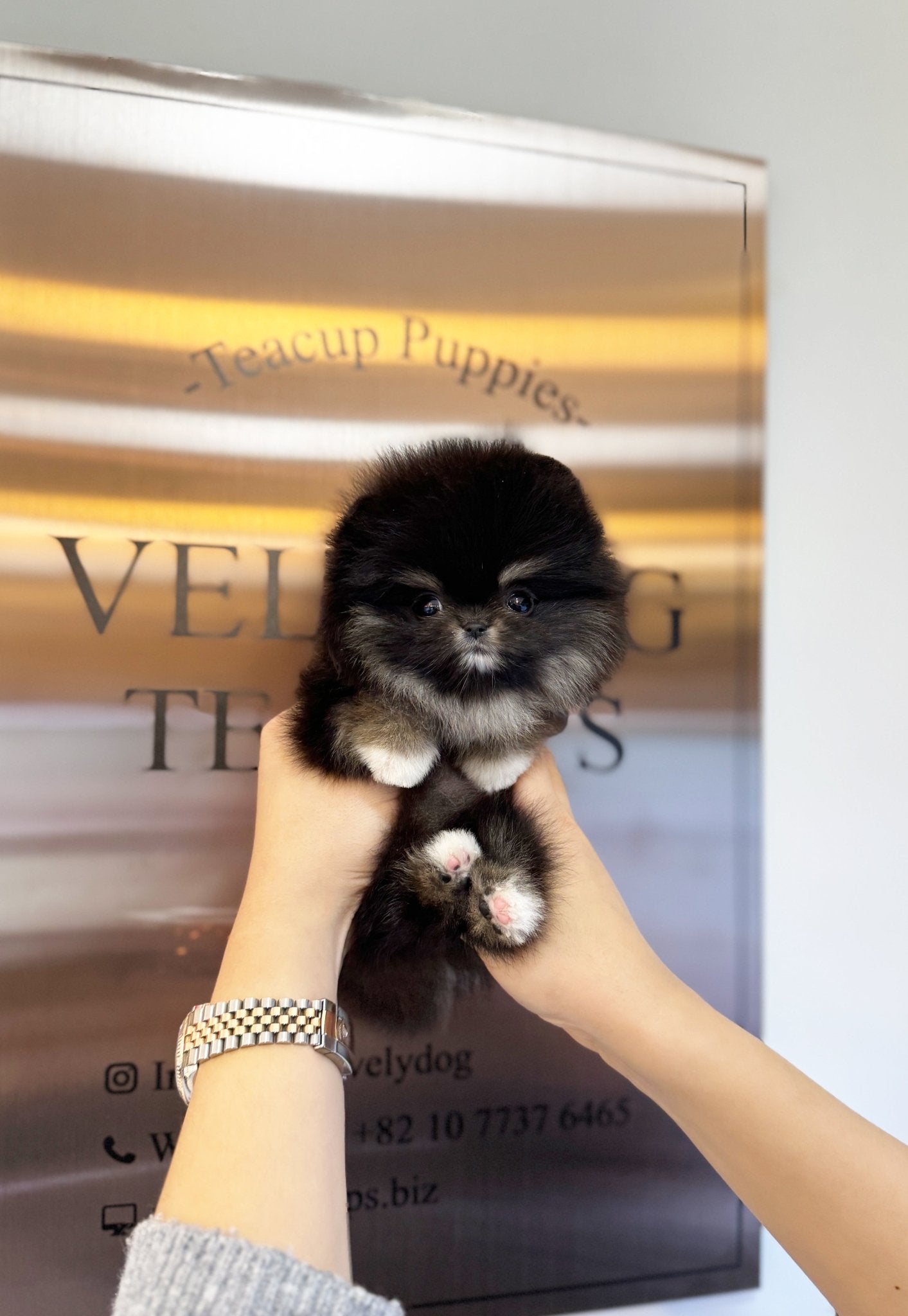 Pomeranian - Coco(Female) - Beautiful puppy teacup puppy with adorable features available for adoption from Velydog