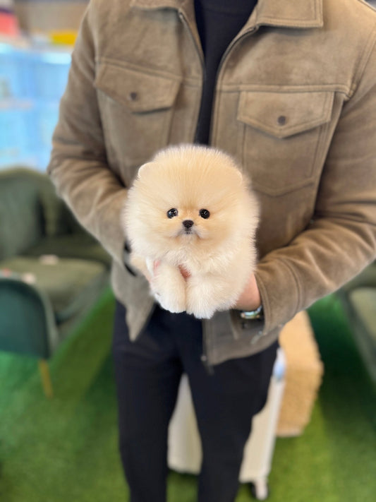 Pomeranian - Coconut(Female) - Beautiful puppy teacup puppy with adorable features available for adoption from Velydog