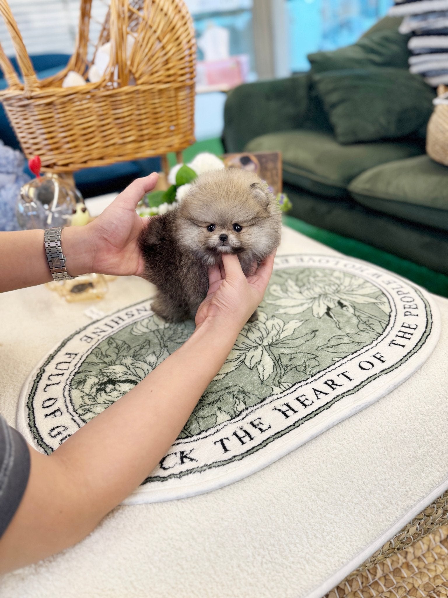 Pomeranian - Colong(Female) - Beautiful puppy teacup puppy with adorable features available for adoption from Velydog