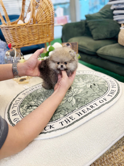 Pomeranian - Colong(Female) - Beautiful puppy teacup puppy with adorable features available for adoption from Velydog