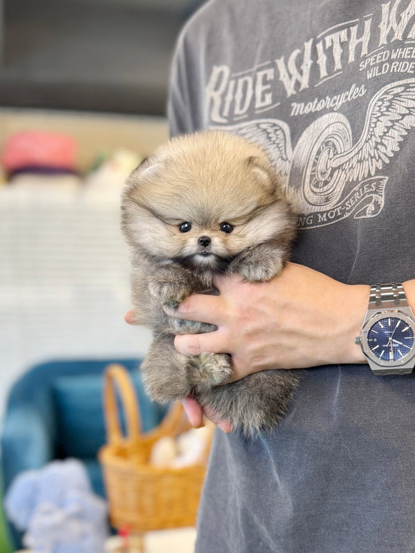 Pomeranian - Colong(Female) - Beautiful puppy teacup puppy with adorable features available for adoption from Velydog