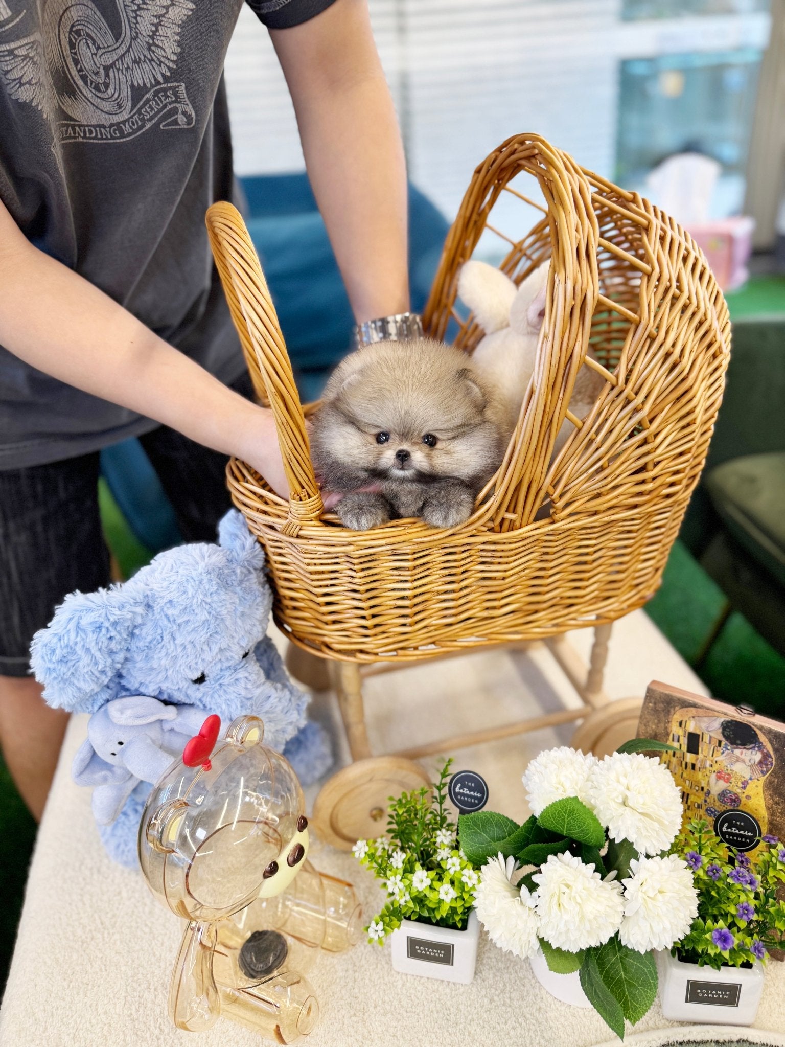 Pomeranian - Colong(Female) - Beautiful puppy teacup puppy with adorable features available for adoption from Velydog