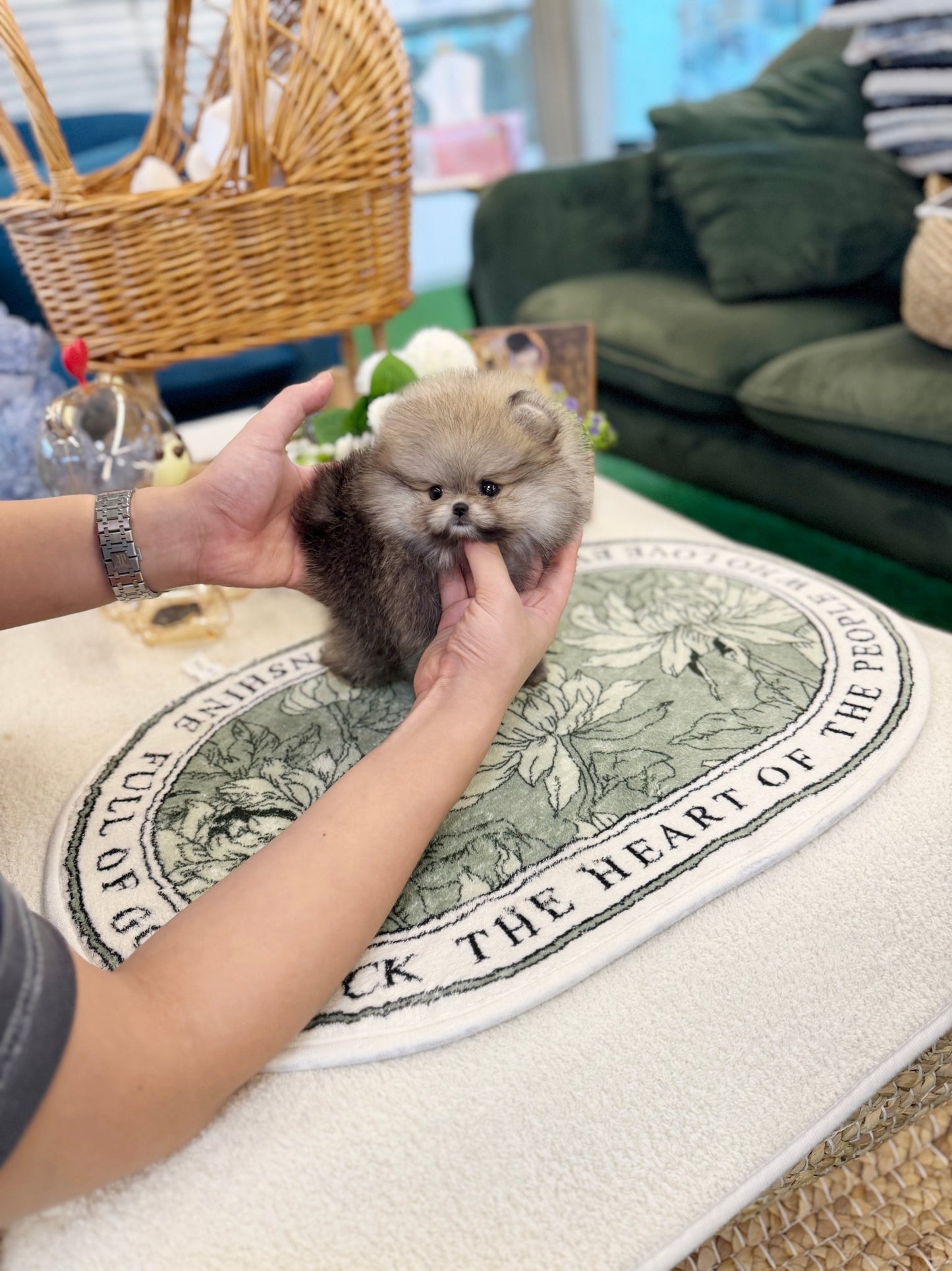 Pomeranian - Colong(Female) - Beautiful puppy teacup puppy with adorable features available for adoption from Velydog