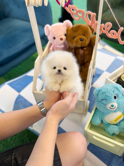Pomeranian - Connie(Male) - Beautiful puppy teacup puppy with adorable features available for adoption from Velydog