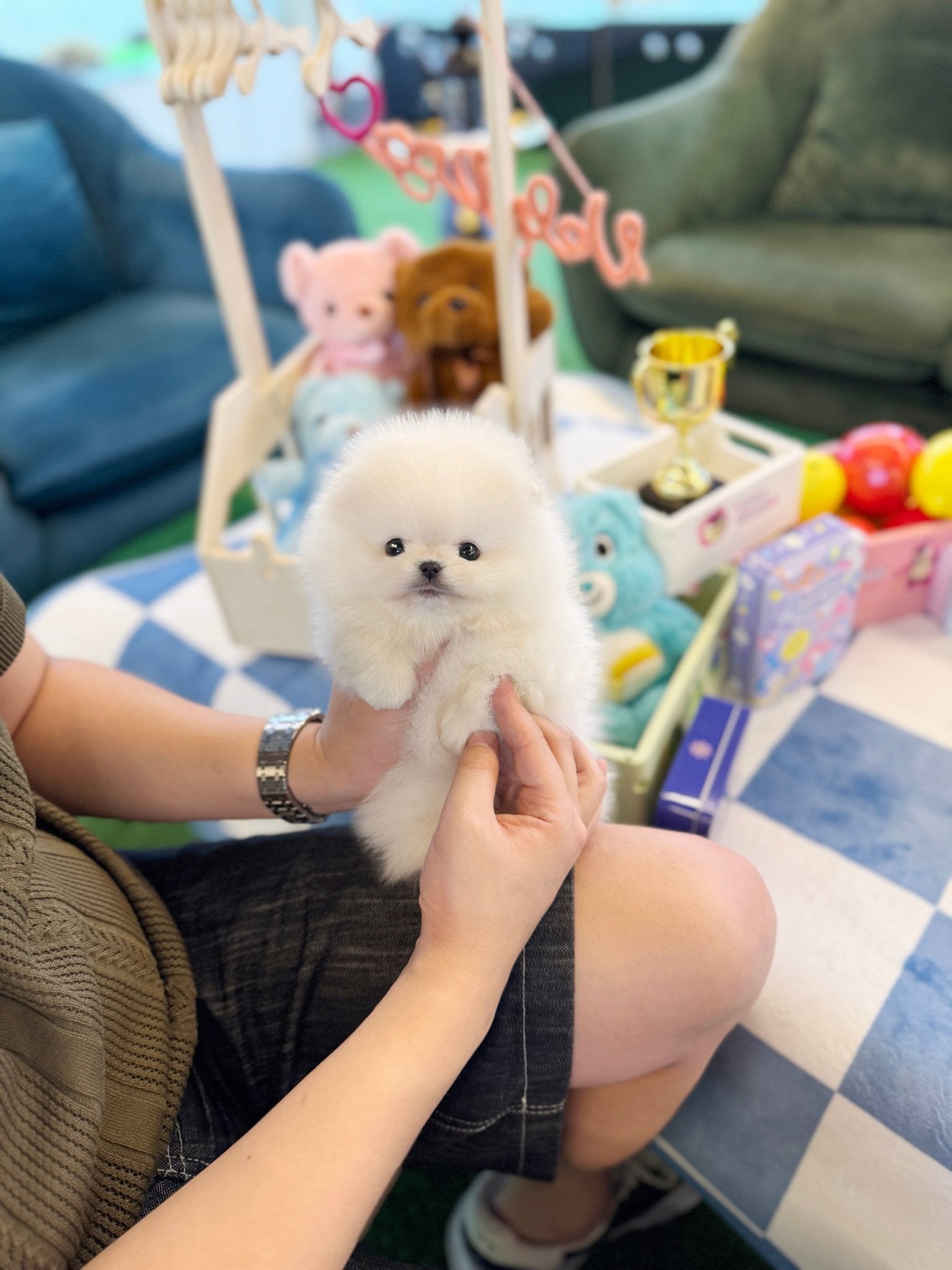 Pomeranian - Connie(Male) - Beautiful puppy teacup puppy with adorable features available for adoption from Velydog