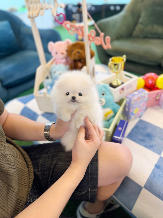 Pomeranian - Connie(Male) - Beautiful puppy teacup puppy with adorable features available for adoption from Velydog